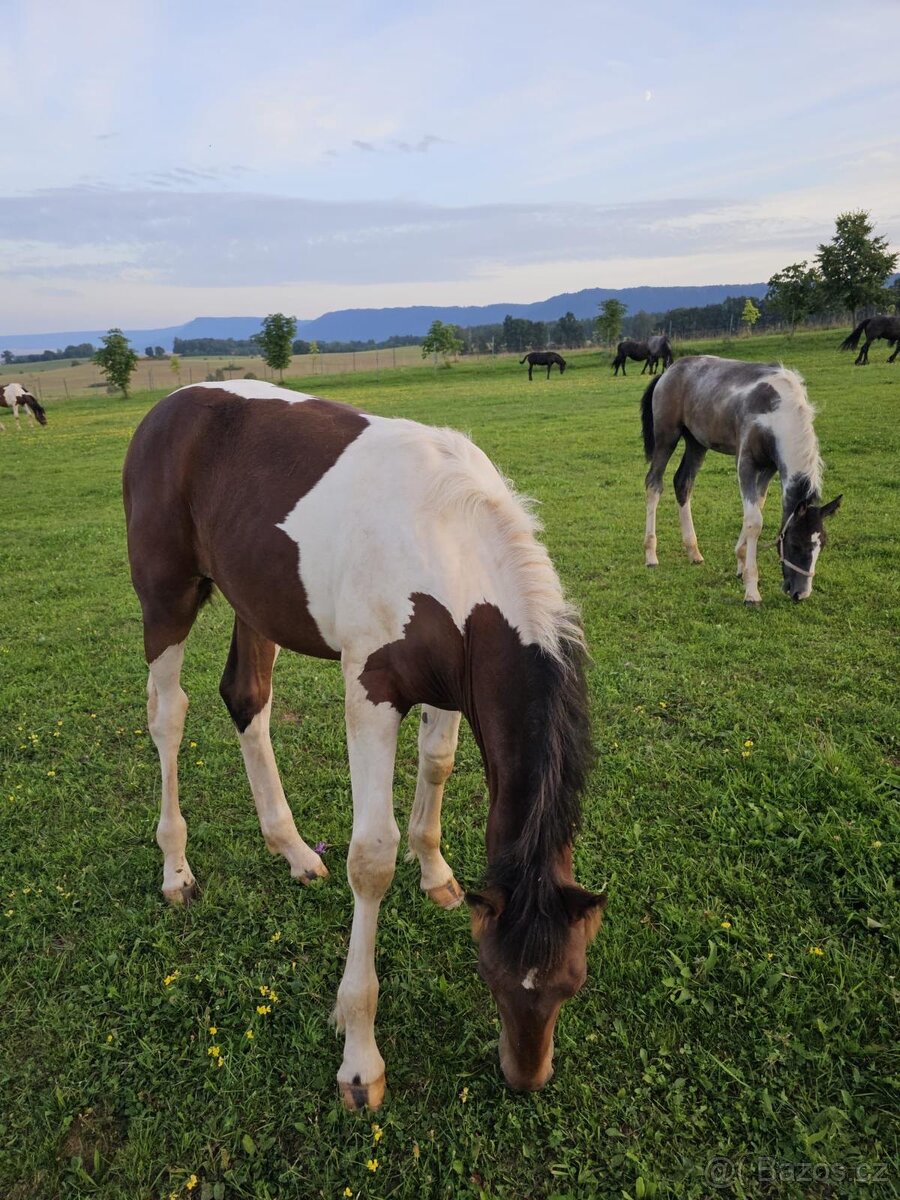 Klisna Barokní pinto - 6