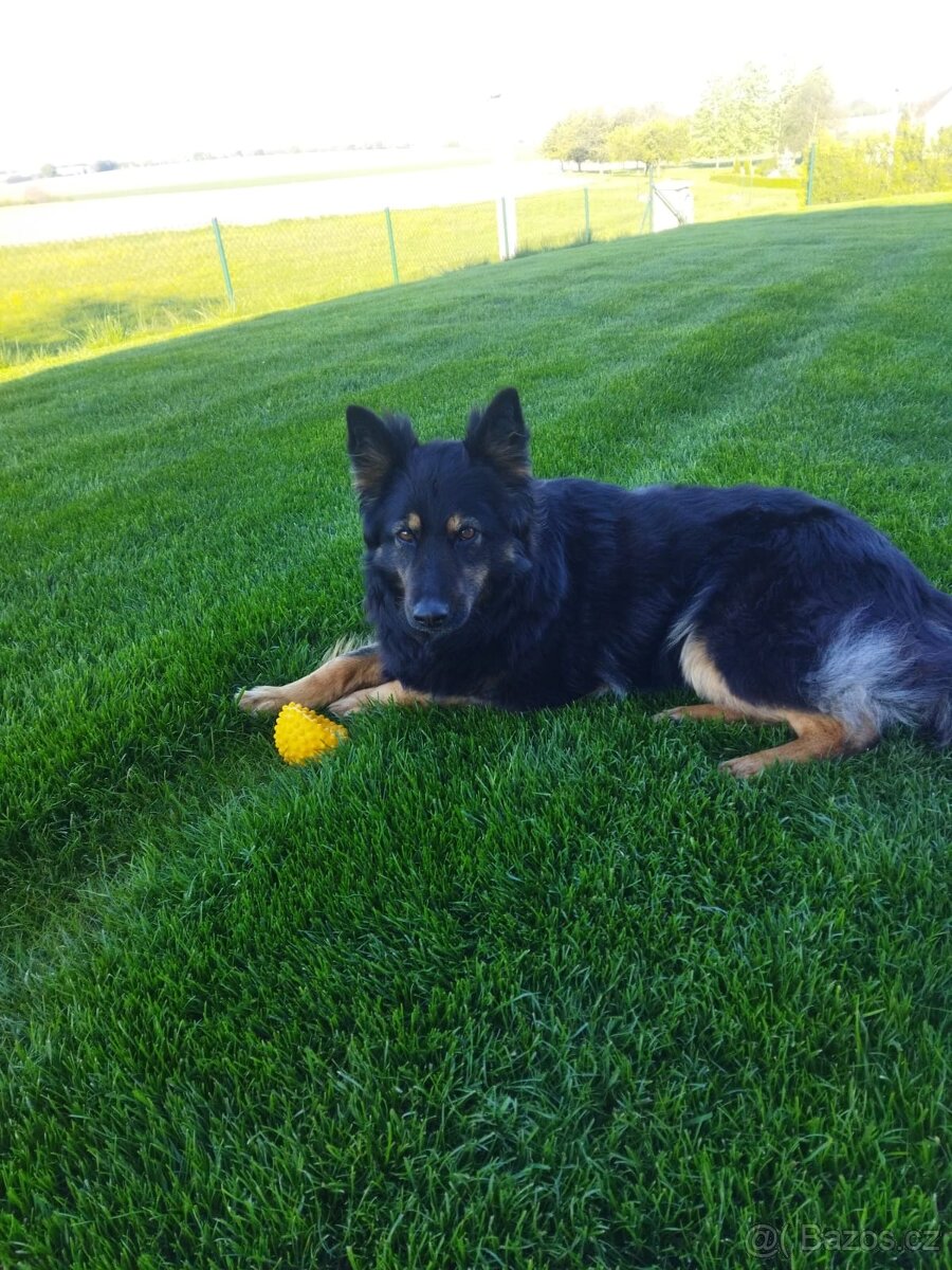 Štěňata - Kříženci Chodského psa - 6