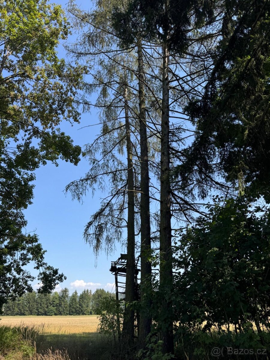 Prodej lesních pozemků v k.ú. Bolehošť - 6