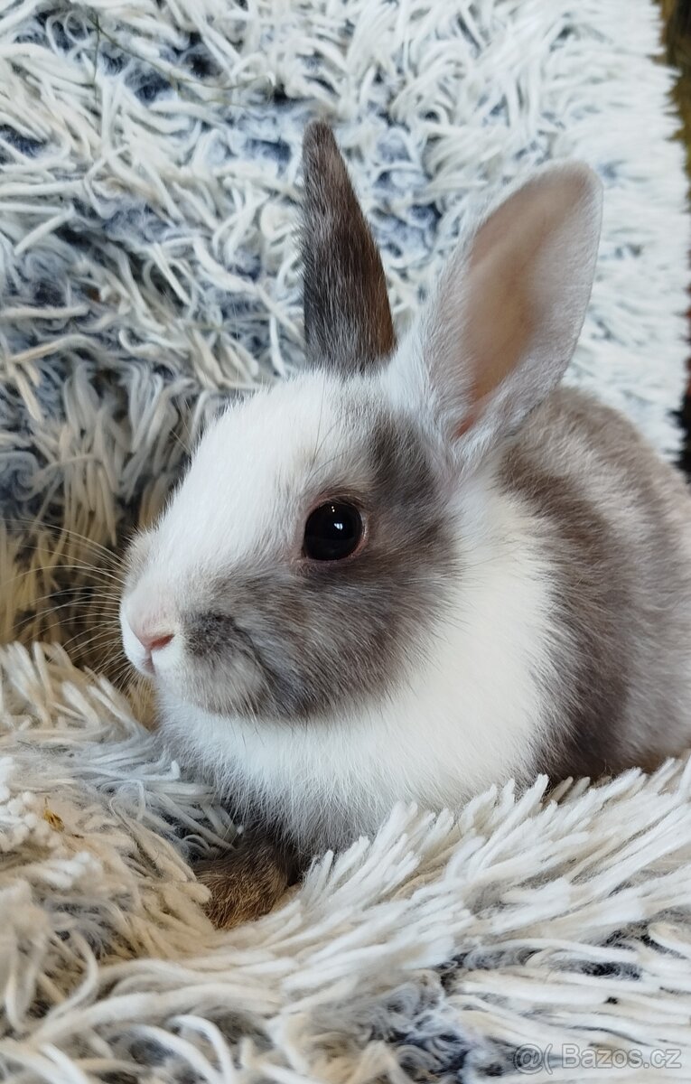Zakrslý králík - 6