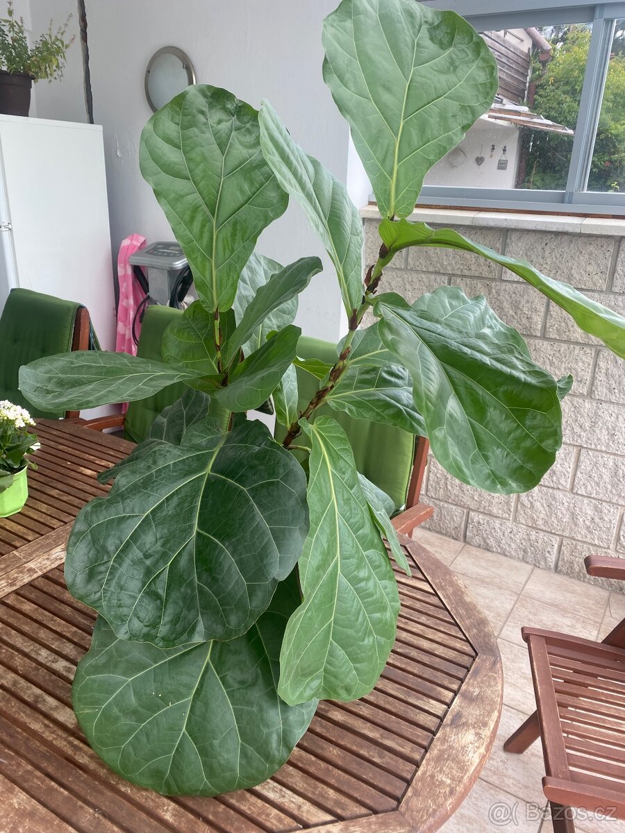 Fíkus Lyrata 120 cm, pokojová rostlina. - 6