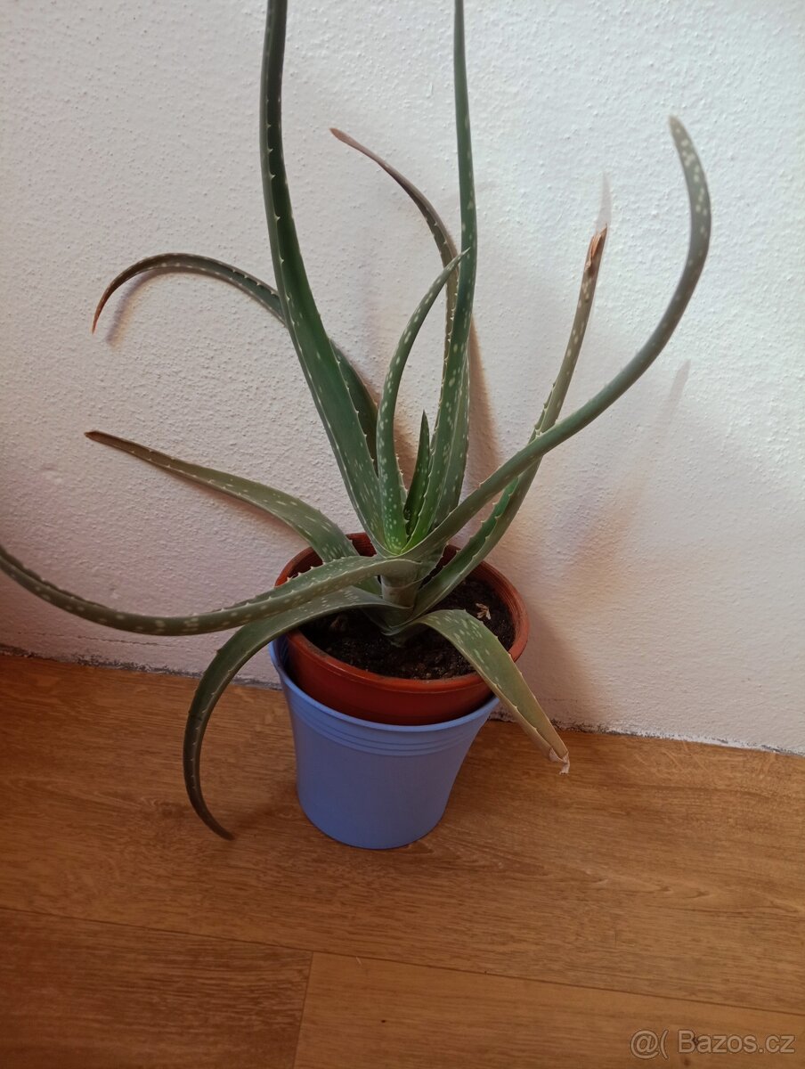 Aloe vera - 6
