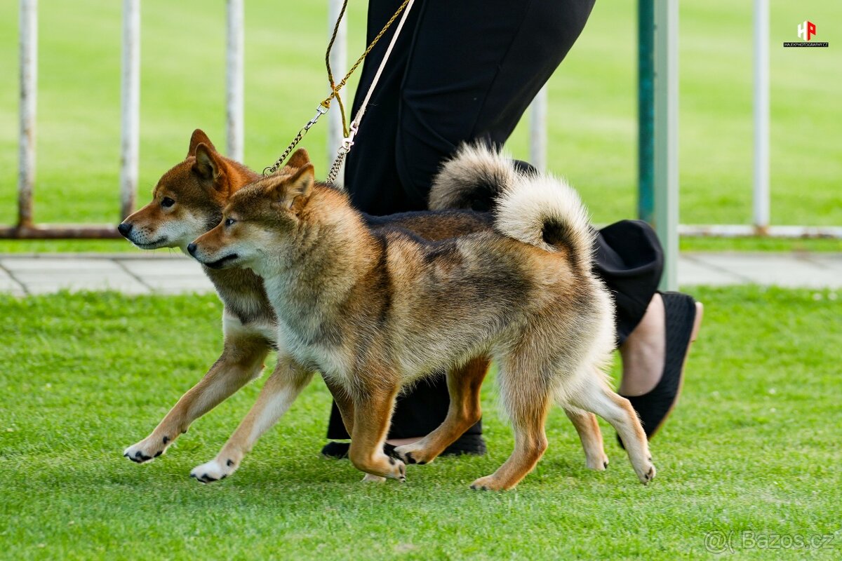 Nabídka kryti- Shiba inu s FCI PP - 6