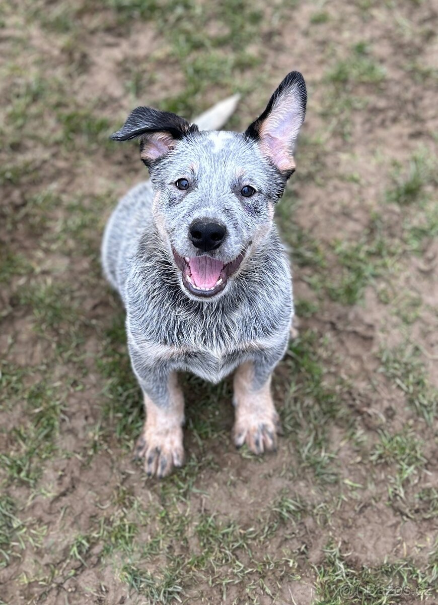 Australský honácký pes - s PP - 6