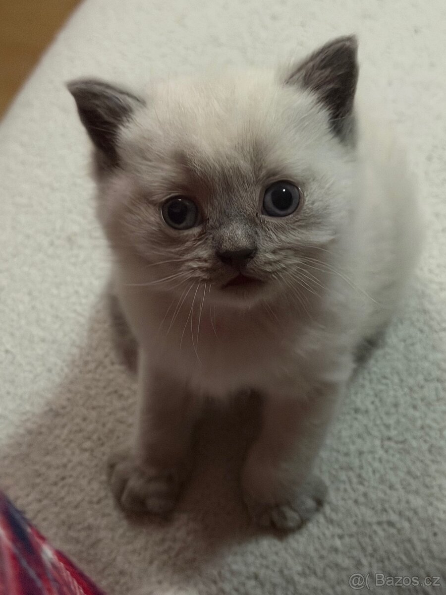 Britský color point ke krytí - 6