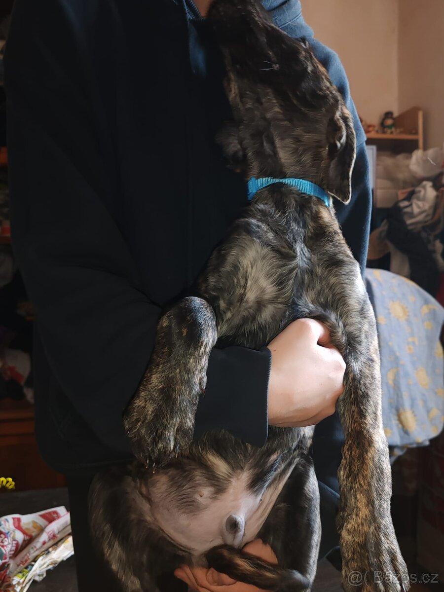 Štenata kříženci - 6