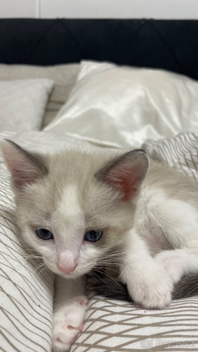 Koťátko - 6