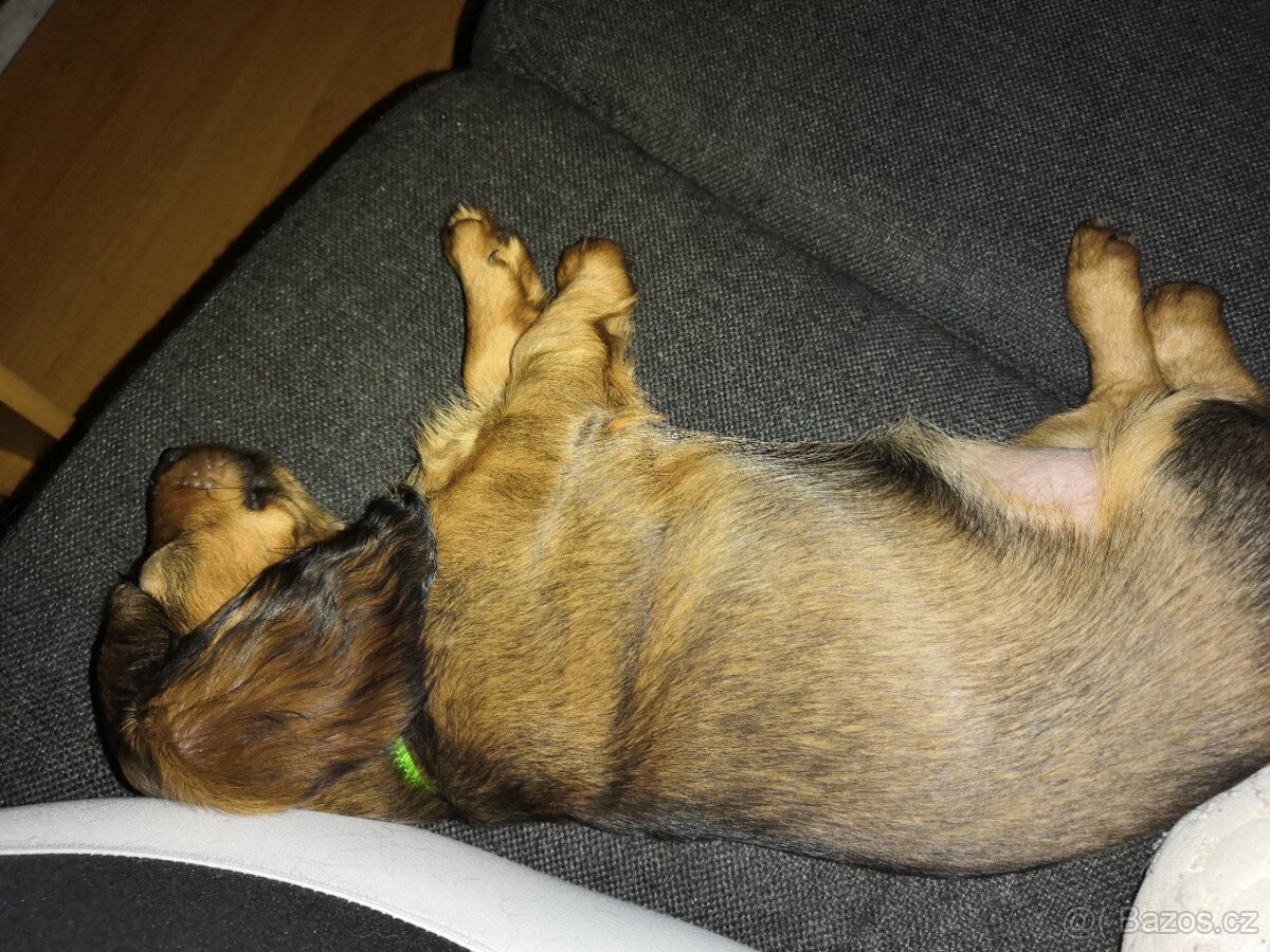 Štěňátka jezevčíka - 6