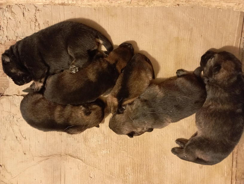 Německý ovčák štěnata s PP - 6