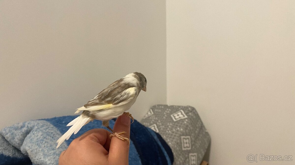 Prodám kanárka samička - 6