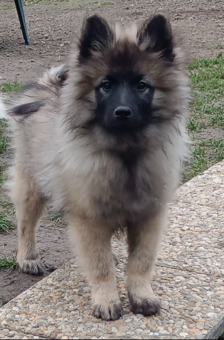 Německý špic vlčí prodám štěňata s PP - hlídač a společník - 6