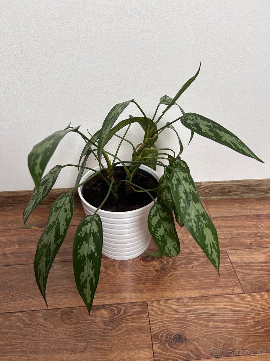 Rostliny pokojové pepřinec banán anturie aglaonema - 6