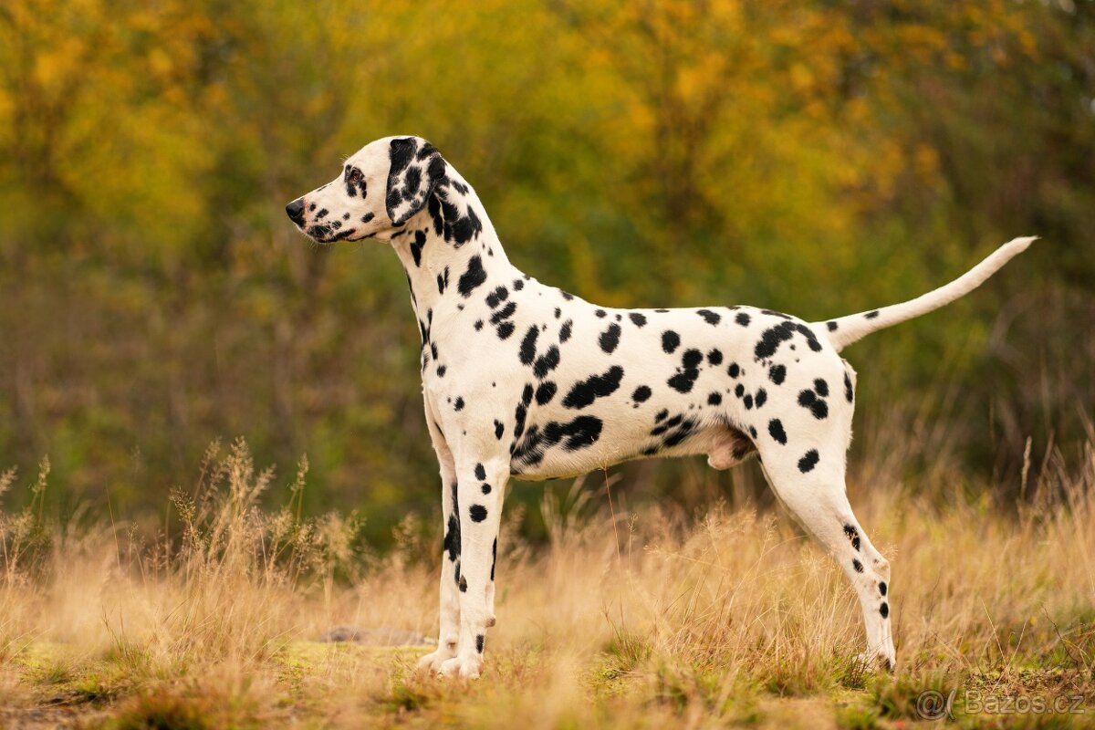 Dalmatin - štěňátka s PP FCI - 6