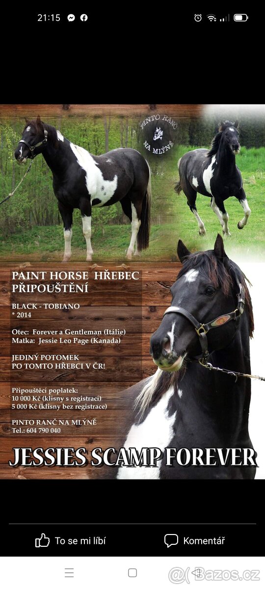 2 léta kobyla teplokrevník - 6