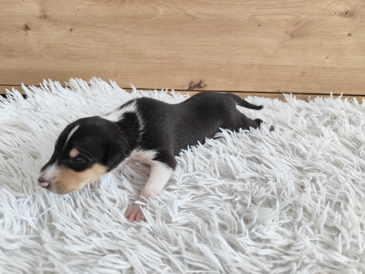 Krátkosrstá kolie s PP - 6