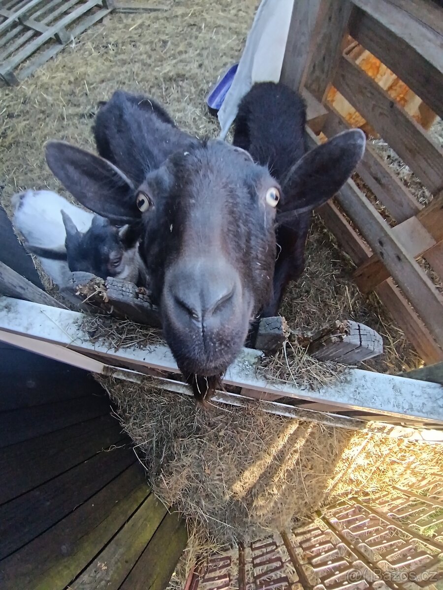Prodám kozy - 6