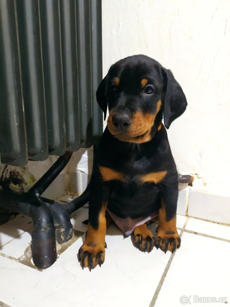 Dobrman štěně - 6