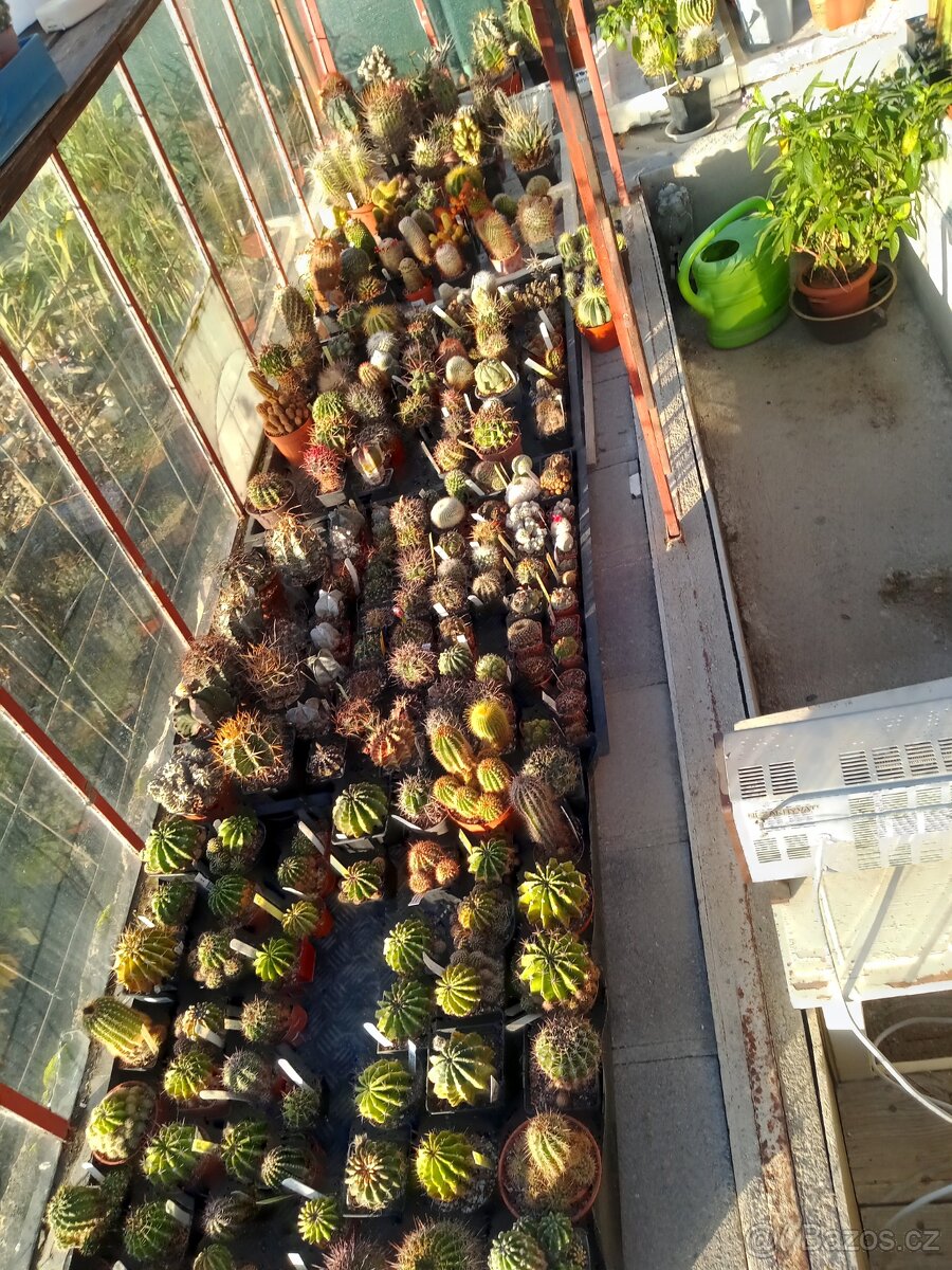 KAKTUS - ECHINOPSIS EYRISII - 6