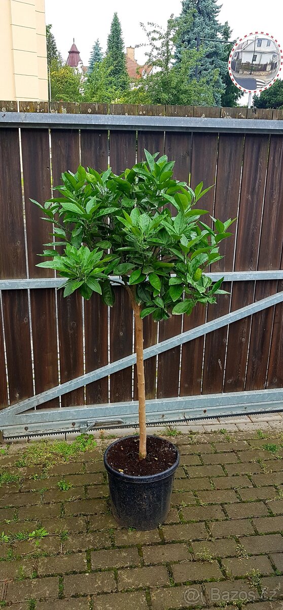 Pomerančovník, Hamlin, citrusy, stromky, S PLODY - 6