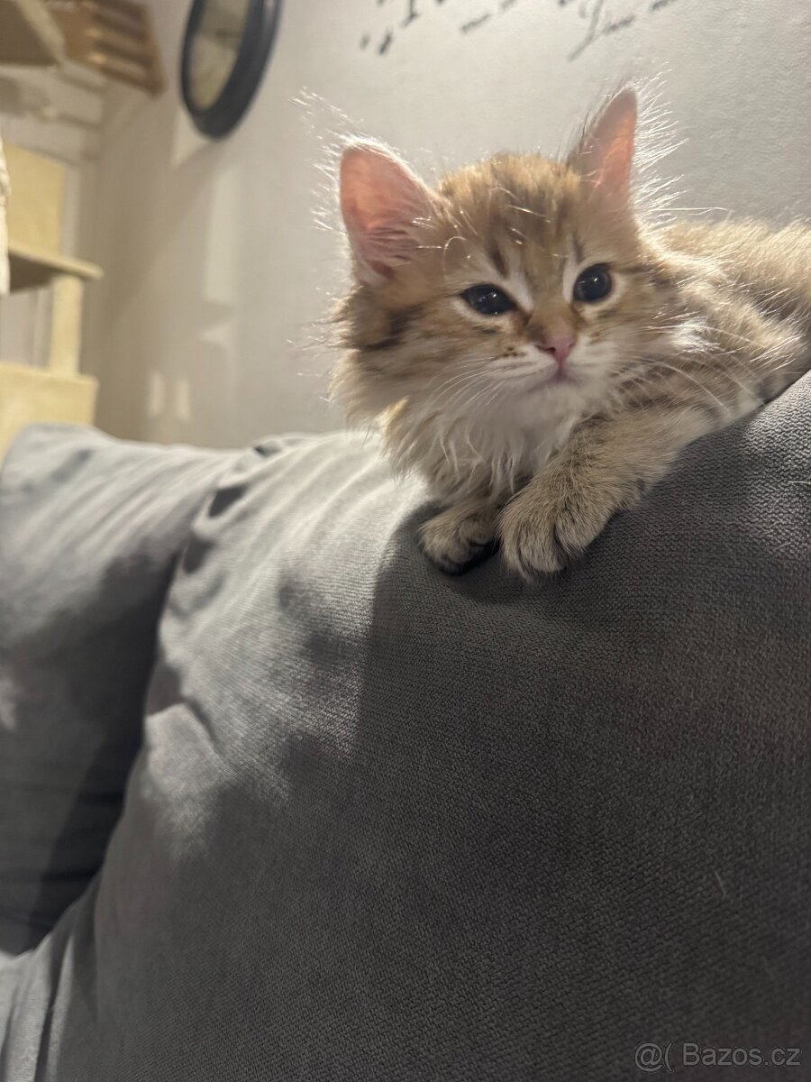 Koťátko Chloe - 6