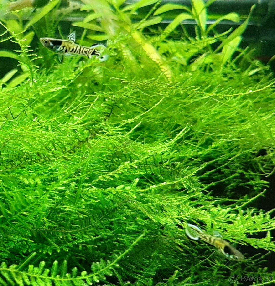 Rostlinky a rybky - 6