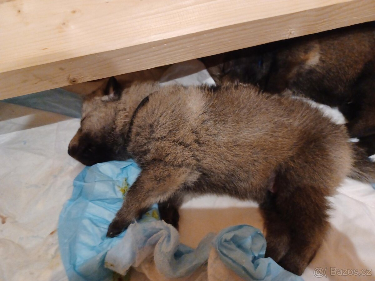 Štěňata československého vlčáka s PP - 6