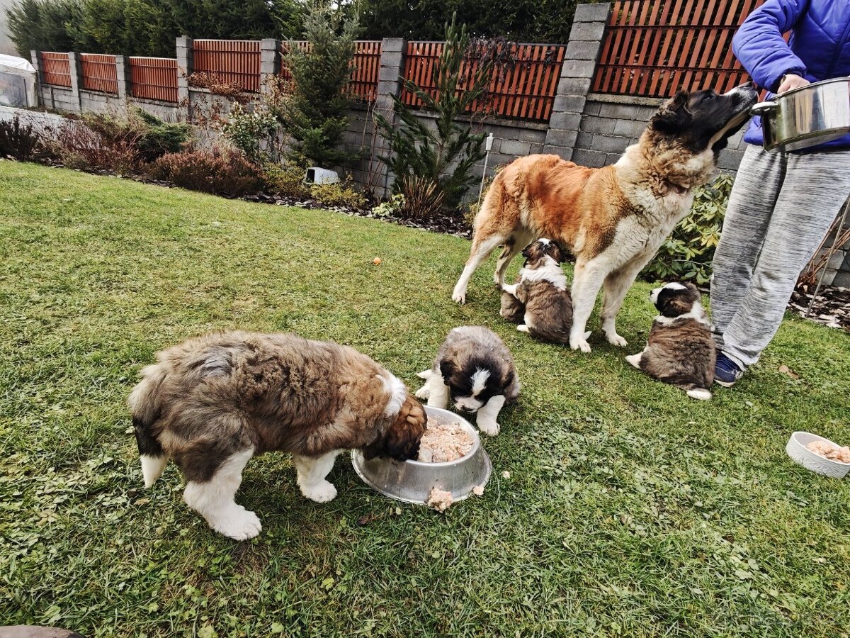 Predam steniatka Moskovsky Strazny Pes - 6