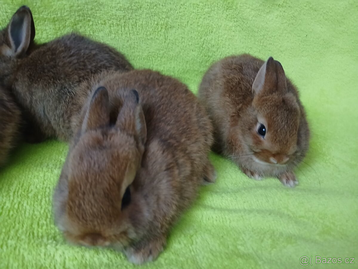 Zakrslý králíček - 6