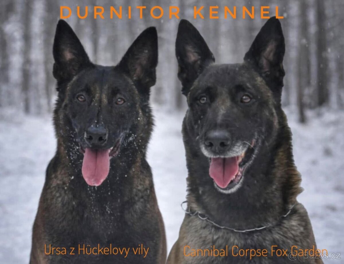 Belgický ovčák malinois - 6