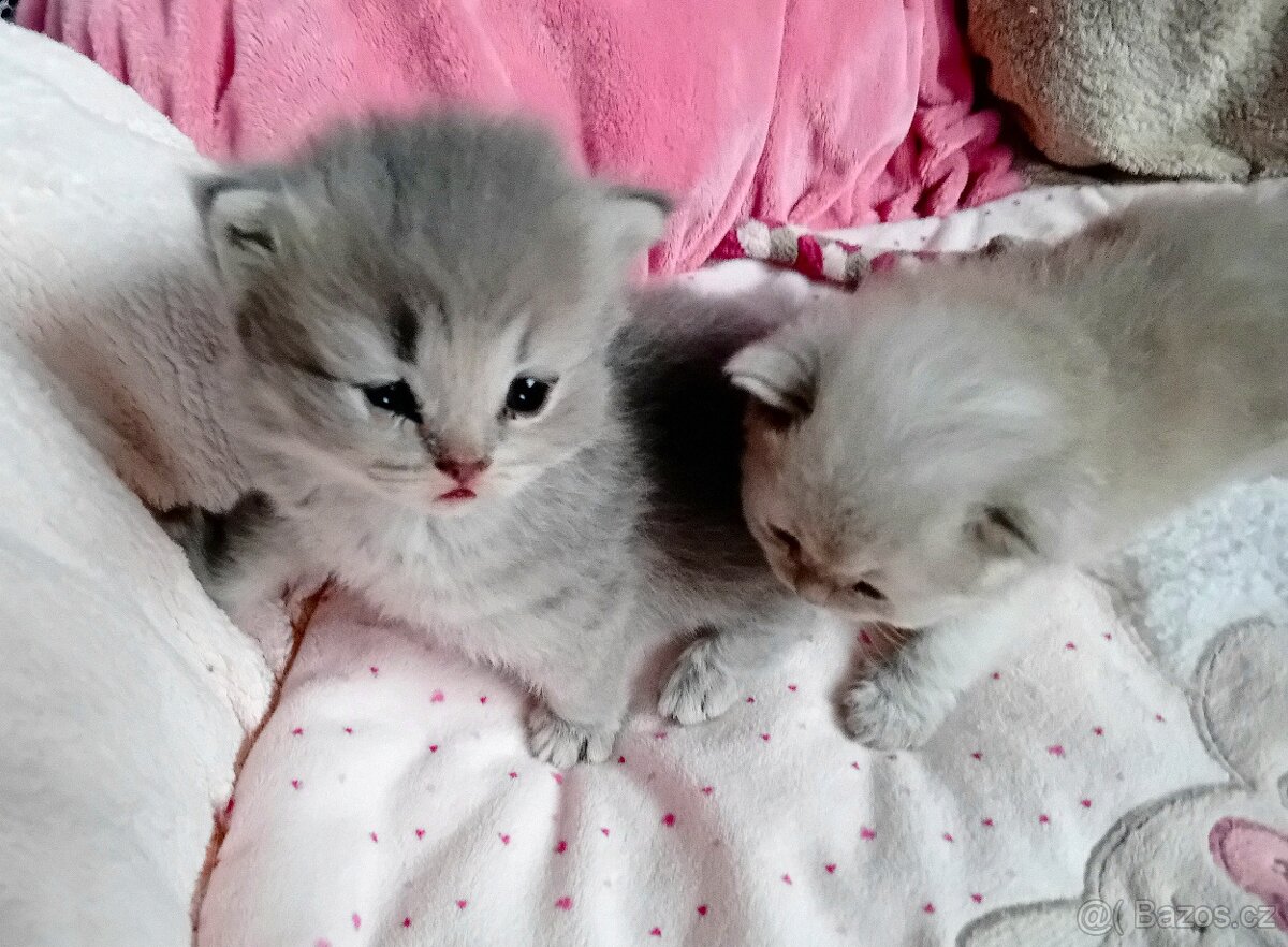 Britská koťátka s PP - 6
