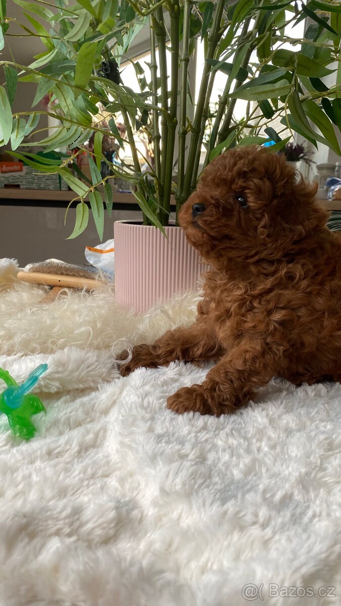 Sladký kluk toy pudl P.P. FCI - 6