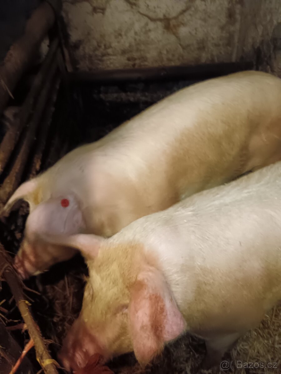 Prodám vykrmené prase - 6