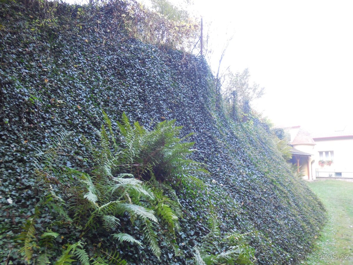 Prodám dům,chalupu-Hluboké Mašůvky - 6