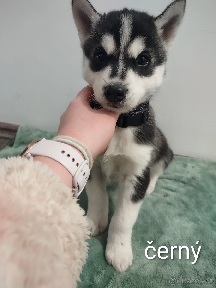 Sibiřský husky - 6