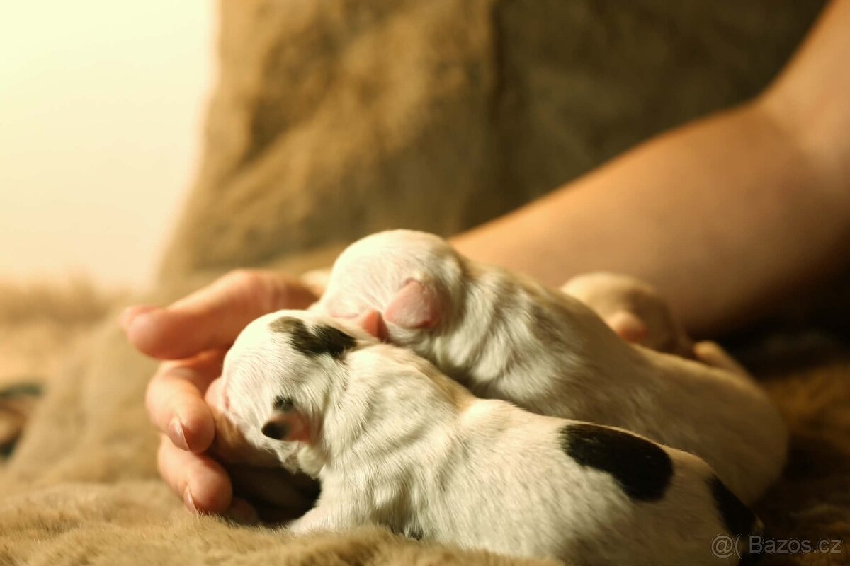 Americký stafordšírský teriér - štěňátka s PP - 6