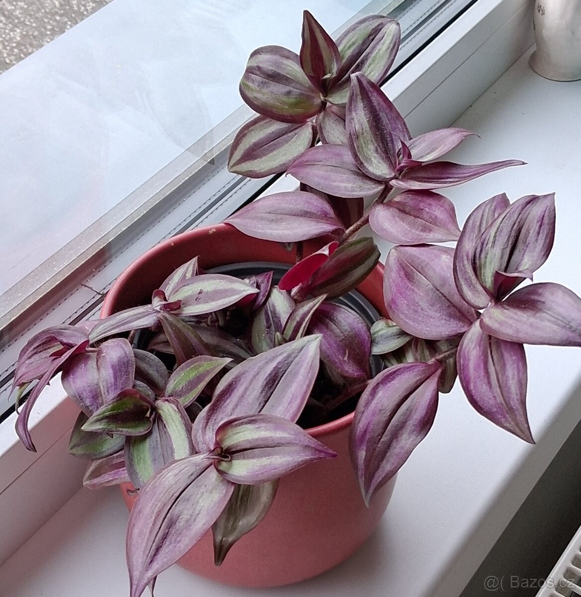 Rostlina. Květina. I s ozdobným květináčem. - 6