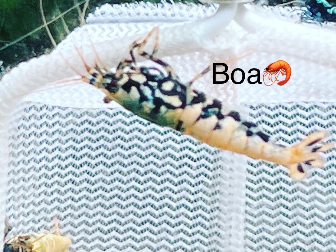 PREMIUM AKVA KREVETKY Caridina a Neocaridina -OLOMOUC - 6