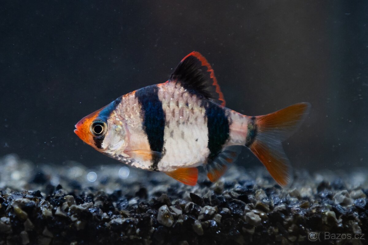 Prodám z odchovny akvarijní rybičky - 6