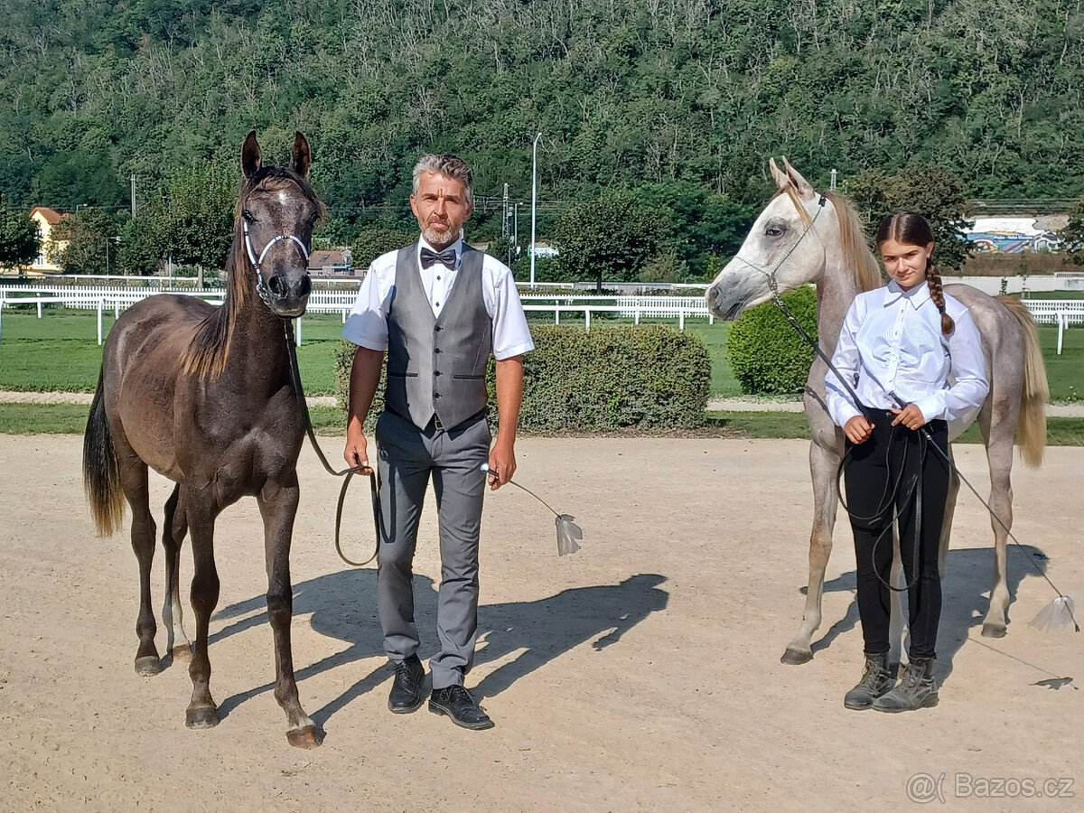 Arabský plnokrevný valach - 6