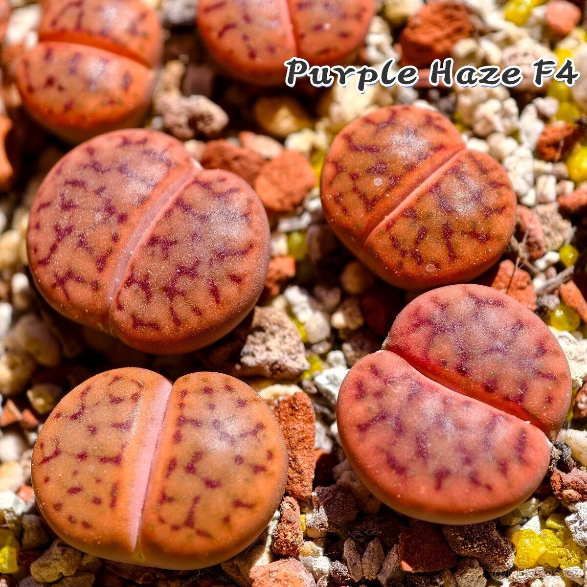 Lithops a Conophytum - 6