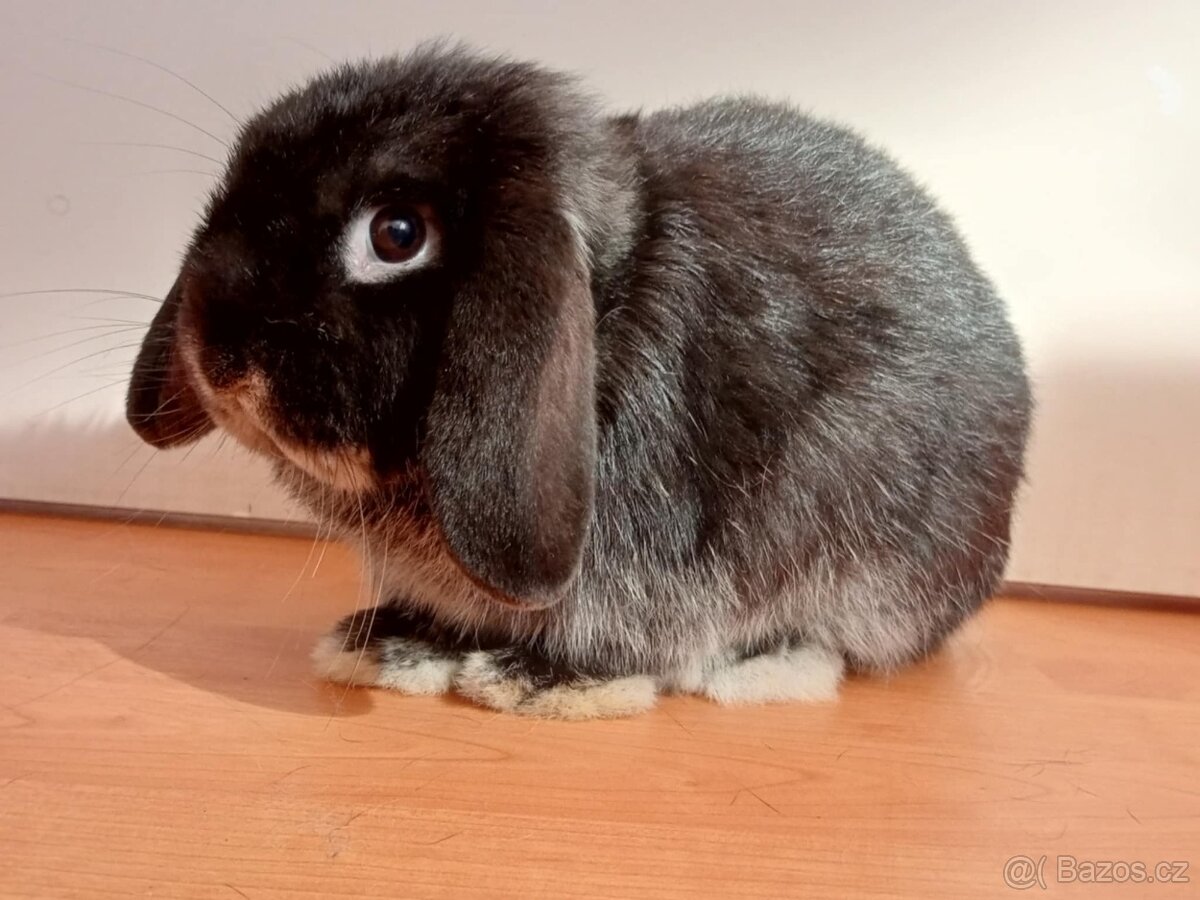 Volný Sameček - Anglický Zakrslý Beránek MiniLop🍑🧡🤍 - 6