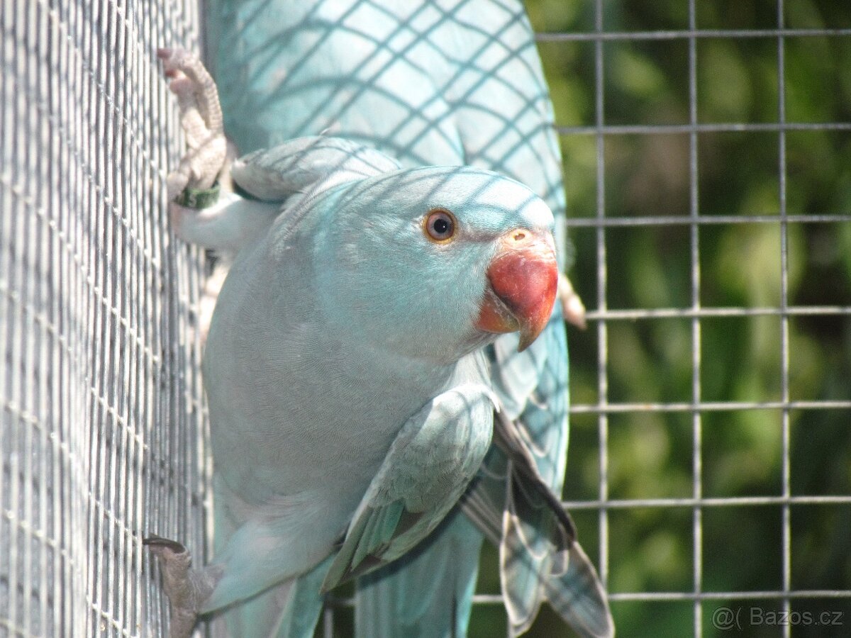 Prodám Alexandry malé 2025 - 6