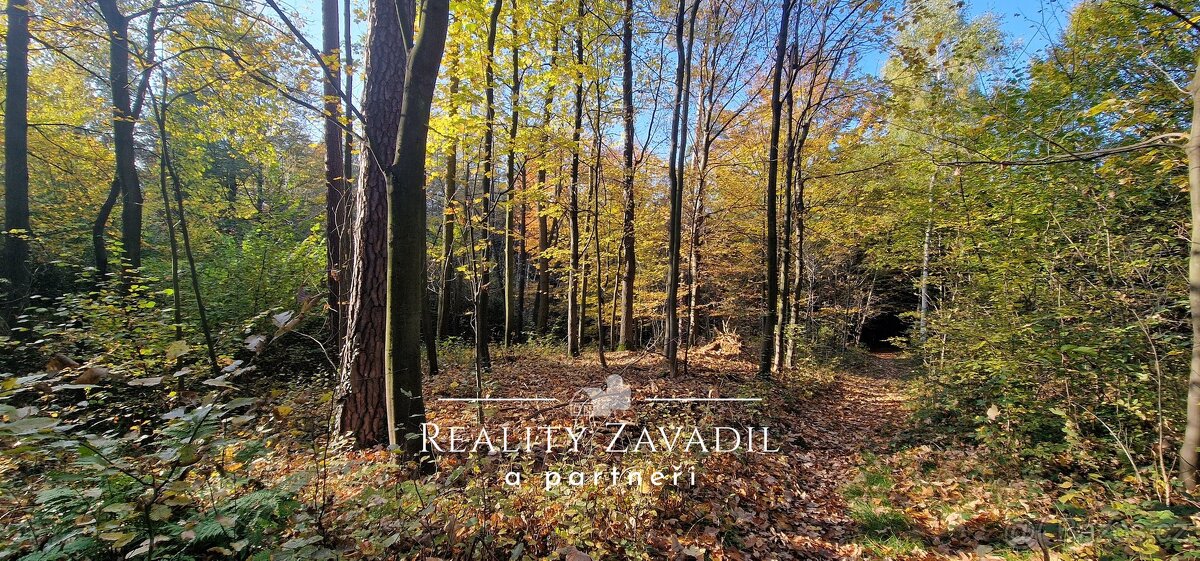 Prodej lesa 27 814 m², Morávka, ev.č. 00984 - 6