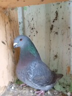 Prodam holuby giganty, americké výstavní a kalifornské - 6