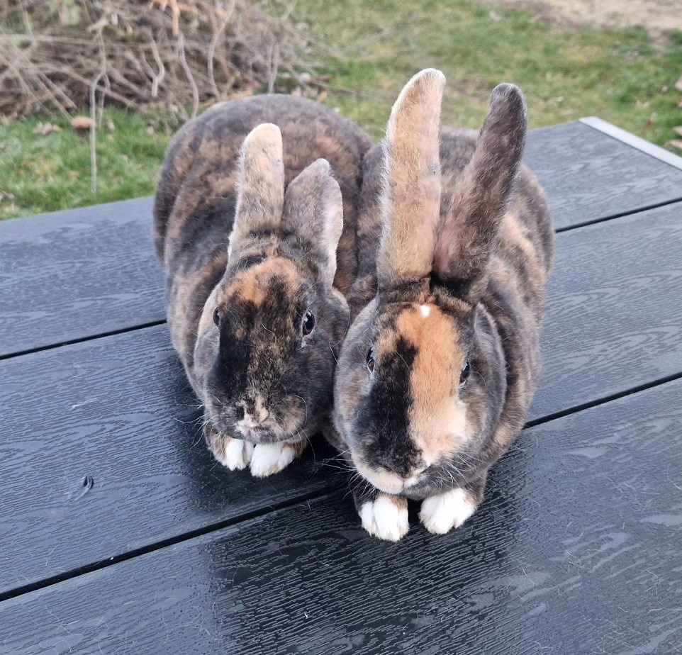 REX DS ČŽ samci kominíci s PP - 6