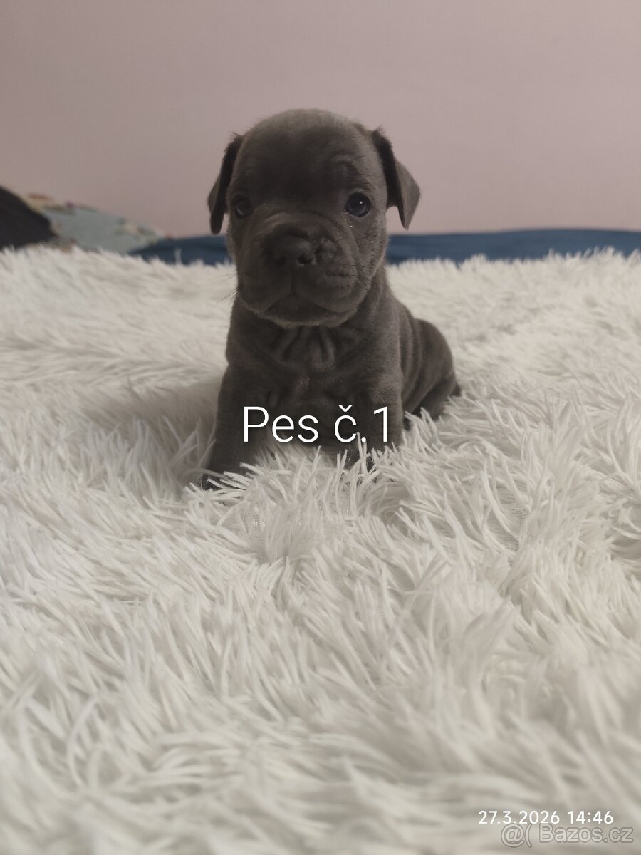 Stafordšírský bulteriér - 6