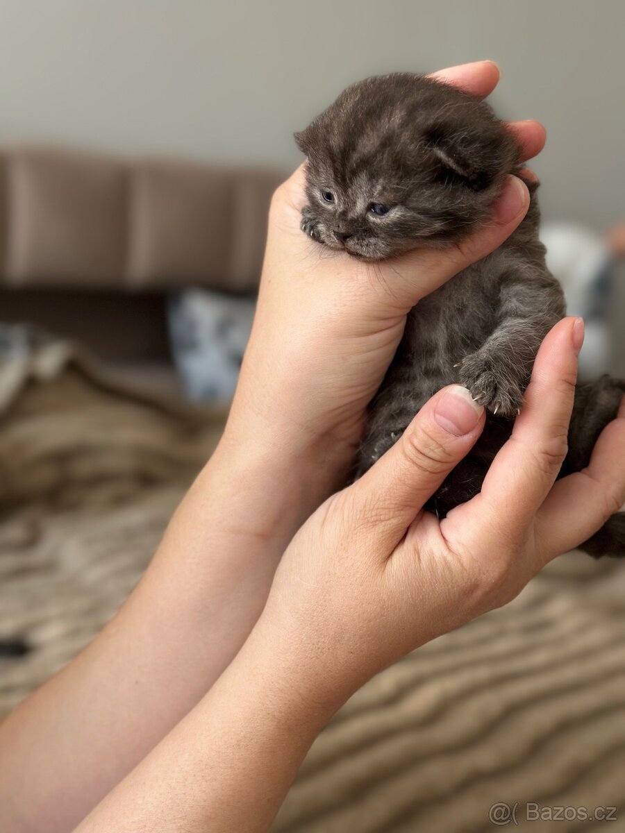 Britské koťátka whiskas - 6