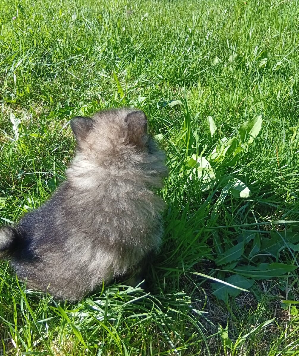 Německý špic/Pomeranian - 6