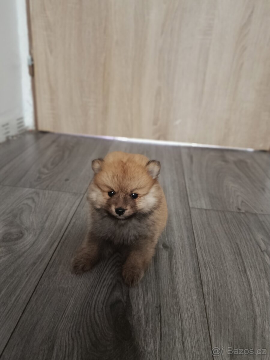 Pomeranian - 6