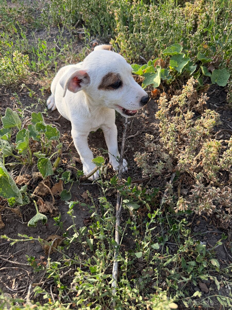 Jack Russell - 6